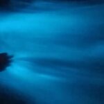 Bioluminiscense Lagoon Tour - Why You Should Consider This Tour