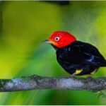 Bird Watching Tour - A detailed look at the Bird Watching Tour in Drake Bay