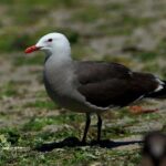 Birding Tour in La Paz Mexico - Frequently Asked Questions