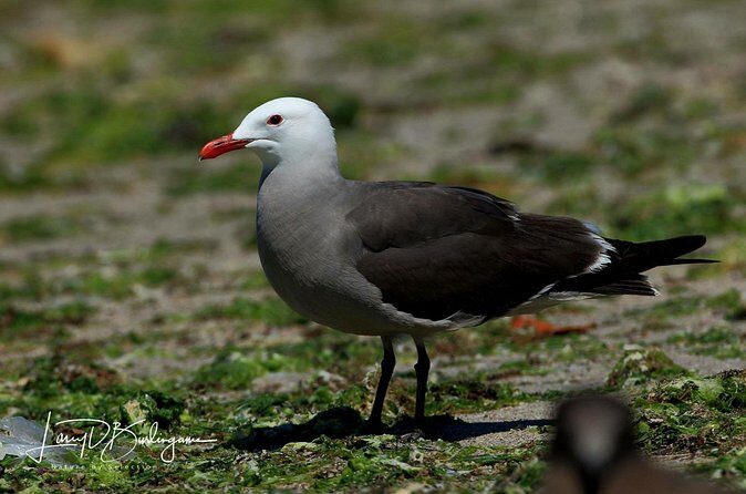 Birding Tour in La Paz Mexico - Frequently Asked Questions