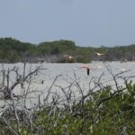 Birdwatching around Merida and coastline - Who should consider this tour?