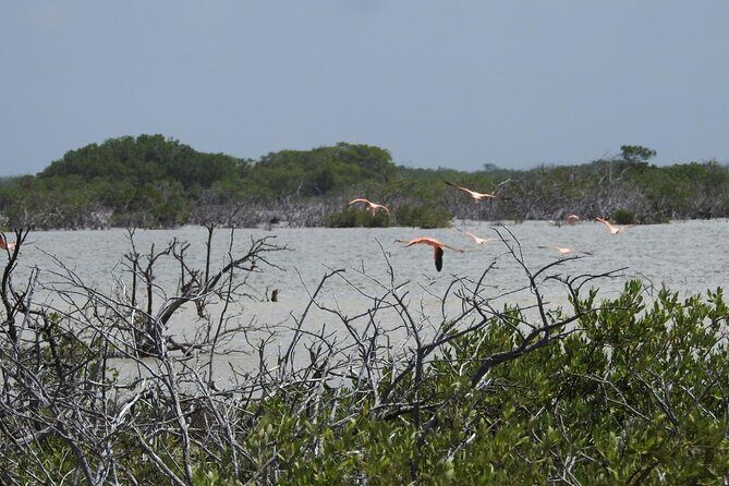 Birdwatching around Merida and coastline - Who should consider this tour?
