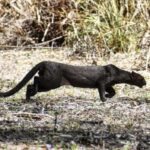 birdwatching in the nearby savannah of Palenque - Exploring the Day Step-by-Step