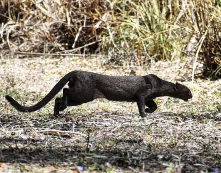 birdwatching in the nearby savannah of Palenque - Exploring the Day Step-by-Step