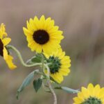Black Hills Nature Tour Wildlife Watching and Scenic Views - A Deep Dive into the Black Hills Nature Tour