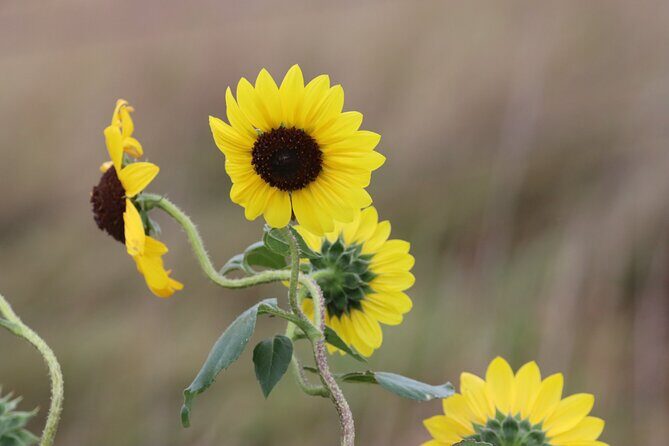 Black Hills Nature Tour Wildlife Watching and Scenic Views - A Deep Dive into the Black Hills Nature Tour
