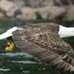 Boat Tours from Quidi Vidi Marina - Exploring the Experience in Detail