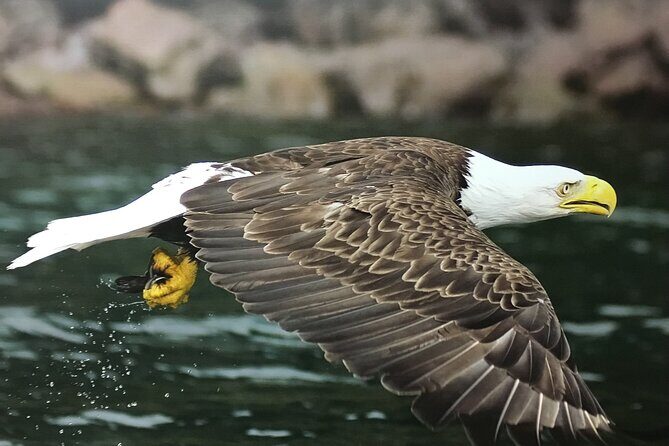 Boat Tours from Quidi Vidi Marina - Exploring the Experience in Detail