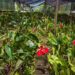 Botanical experience in Argovia: Flowers, Trail, and Tasting - A Closer Look at the Argovia Botanical Tour