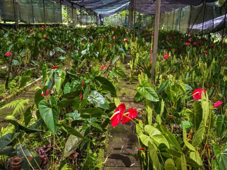 Botanical experience in Argovia: Flowers, Trail, and Tasting - A Closer Look at the Argovia Botanical Tour