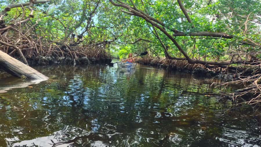 Bradenton: Clear Kayak Mangrove Tunnel Eco Tour - Discovering the Beauty of Bradenton’s Mangroves