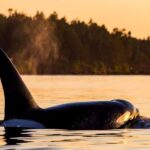 British Columbia: Whale Watching Eco-Adventure Tour - Final Thoughts