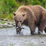 Brooks Falls: Katmai National Park Bear View by Floatplane - Who Should Consider This Tour?