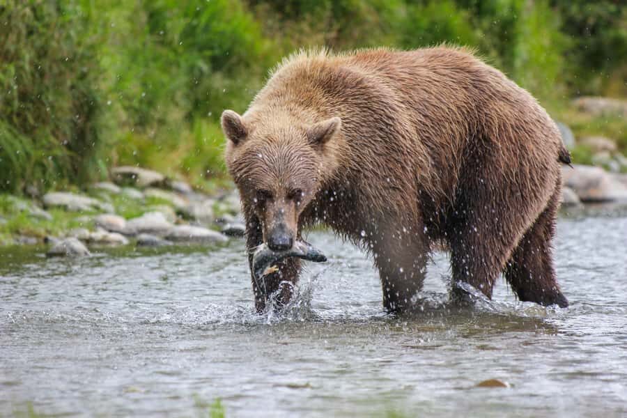 Brooks Falls: Katmai National Park Bear View by Floatplane - Who Should Consider This Tour?