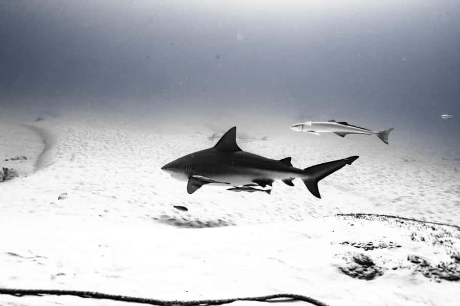 Bull Shark Dive in Playa del CarmenDive Machine Experience - Why This Experience Stands Out
