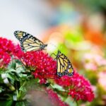 Butterfly Experience Nature Park Admission - Who Should Consider This Tour?