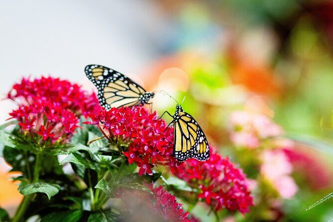 Butterfly Experience Nature Park Admission - Who Should Consider This Tour?