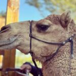 By Brother's Park: 1Hr ATV Ride, Park Entry, Pizza & Drink - Who Should Consider This Tour?