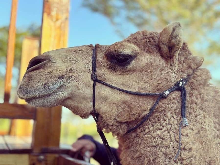 By Brother's Park: 1Hr ATV Ride, Park Entry, Pizza & Drink - Who Should Consider This Tour?