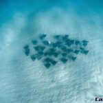 Cabo San Lucas: Mobula Ray Safari - The Sum Up