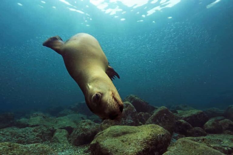 Cabo San Lucas: Scuba Diving in Cabo San Lucas Marine Park - Who Should Book This Tour?