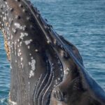 Cabo San Lucas Small-Group Whale Watching Tour: Hear the Whales - Frequently Asked Questions