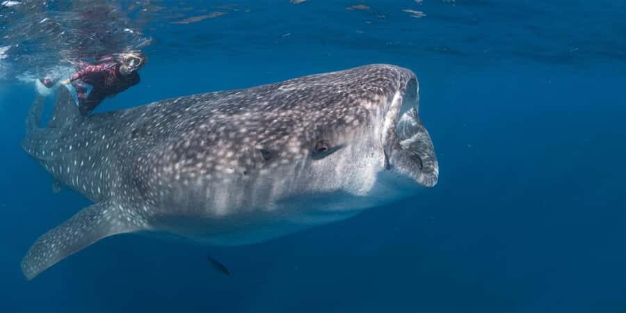 Cabo San Lucas: Snorkeling with Whale Sharks & Breakfast - Why This Tour Offers Value
