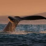 Cabo San Lucas: Whale Watching and Snorkeling Tour - A Detailed Guide to the Cabo San Lucas Whale Watching and Snorkeling Tour