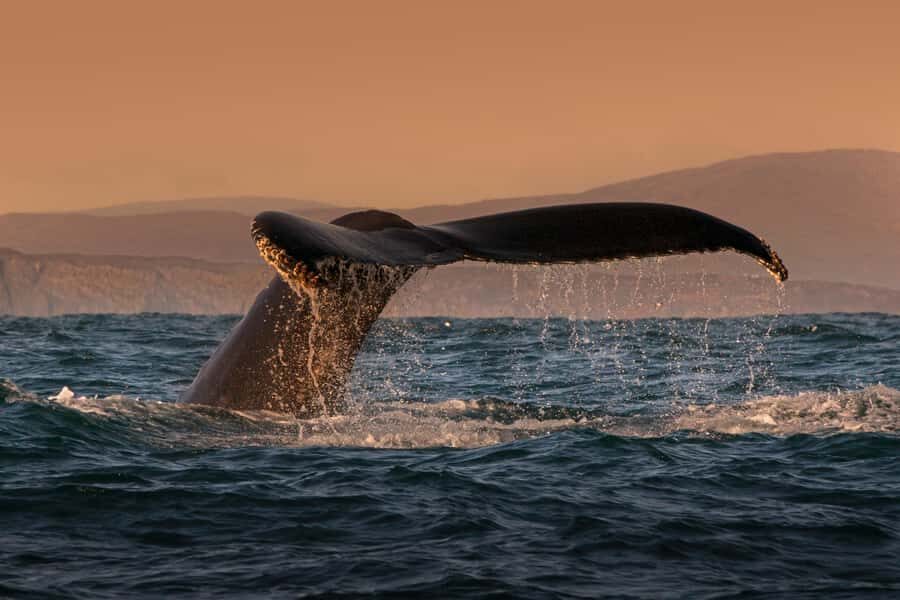 Cabo San Lucas: Whale Watching and Snorkeling Tour - A Detailed Guide to the Cabo San Lucas Whale Watching and Snorkeling Tour