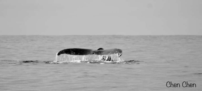 Cabo San Lucas: Whale Watching Tour - Final Thoughts