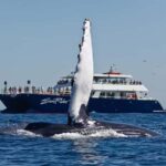 Cabo San Lucas: Whale Watching Tour with Buffet & Open Bar - FAQ