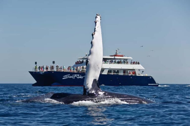 Cabo San Lucas: Whale Watching Tour with Buffet & Open Bar - FAQ