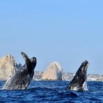 Cabo Whale Watching Cruise - Who Should Consider This Cruise?