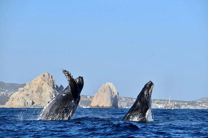 Cabo Whale Watching Cruise - Who Should Consider This Cruise?