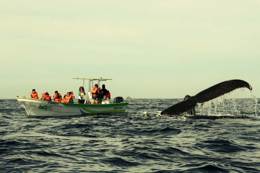 Cabo: Whale-Whatching Boat Trip w/ All-Women Crew and Photos - The Itinerary: From Iconic Landmarks to Marine Encounters