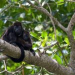 Cahuita National Park - FAQ