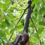 Cahuita National Park & Bribri chocolate & Waterfall visit. - Final Thoughts