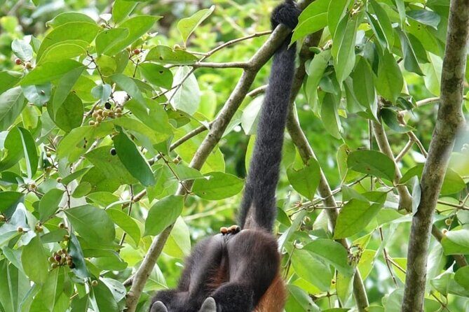 Cahuita National Park & Bribri chocolate & Waterfall visit. - Final Thoughts