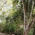 Calakmul and Bat Cave Tour from Bacalar - Frequently Asked Questions