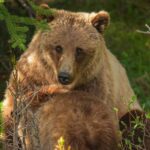 Calgary: Banff Gondola, Lake Louise, Minnewanka Premium Tour - The Value of This Tour