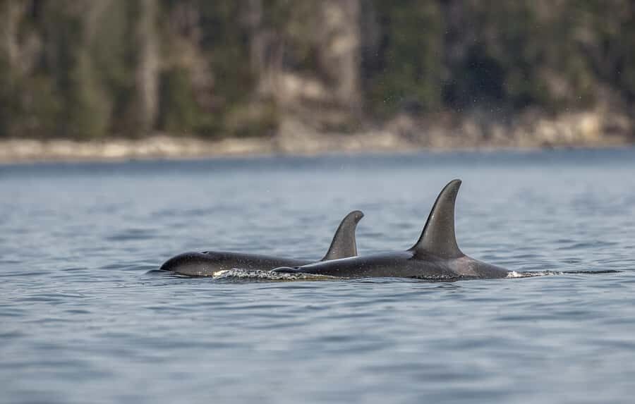 Campbell River - Private Fishing Charter with Guide - What Sets This Tour Apart?