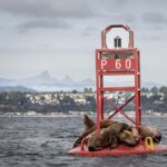 Campbell River - Private scenic boat tour - Detailed Breakdown of the Tour