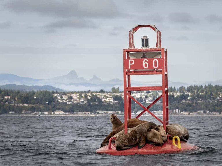 Campbell River - Private scenic boat tour - Detailed Breakdown of the Tour