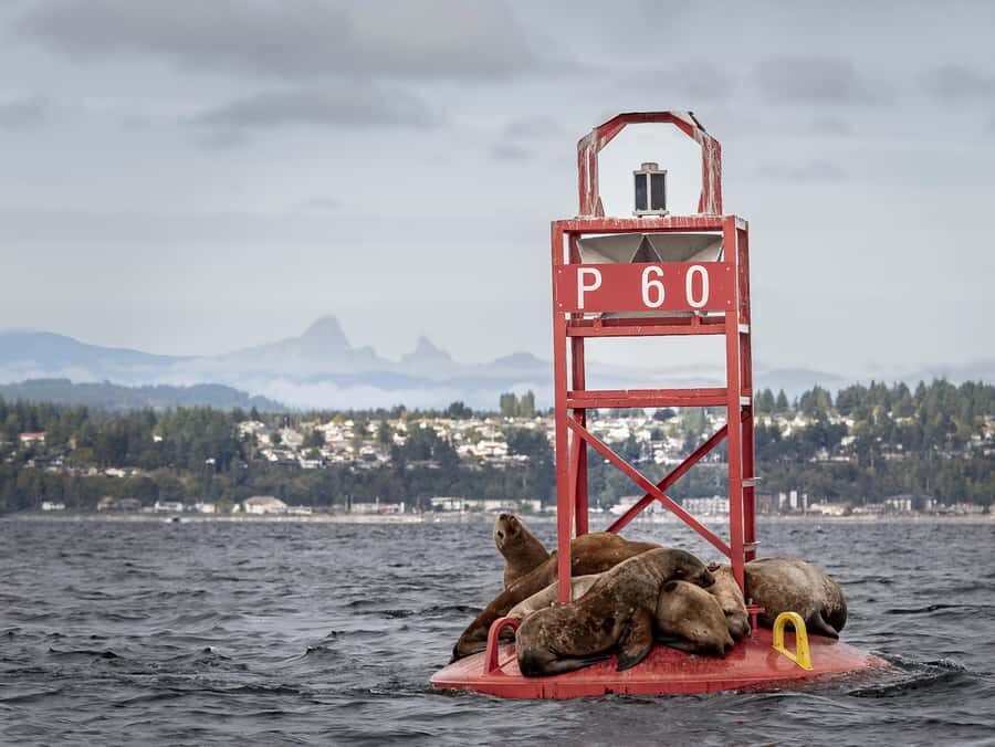 Campbell River - Private scenic boat tour - Detailed Breakdown of the Tour