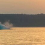 Campbell River: Sunset Salish Sea Whale Watching Tour - How This Tour Stands Out in Value