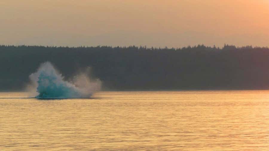 Campbell River: Sunset Salish Sea Whale Watching Tour - How This Tour Stands Out in Value