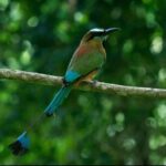 Cancún: Birds Photography Expedition with Transportation - Why This Tour Offers Great Value
