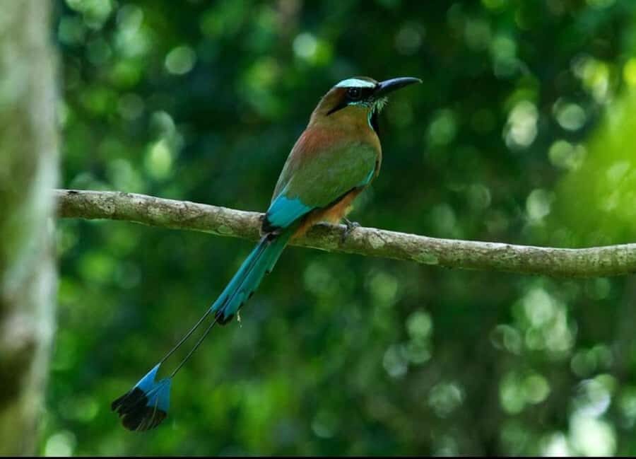 Cancún: Birds Photography Expedition with Transportation - Why This Tour Offers Great Value