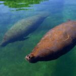 Cancun: Manatee Swimming on Isla Mujeres with Buffet Lunch - Detailed Itinerary Breakdown