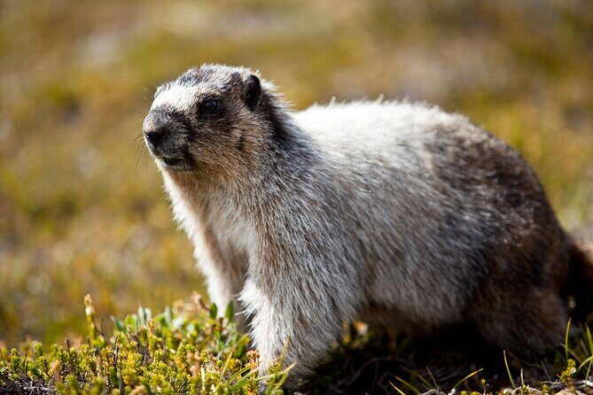 Canmore Evening Wildlife Viewing Tour 2.5hr Photo Drive - Who Will Love This Tour?